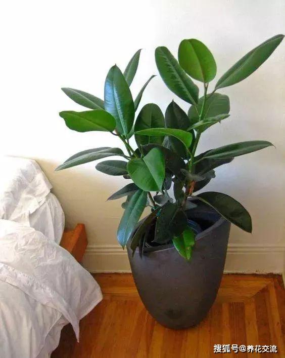 能凈化空氣的室內植物有哪些_凈化室內空氣植物有哪些_能凈化空氣的室內植物有哪些