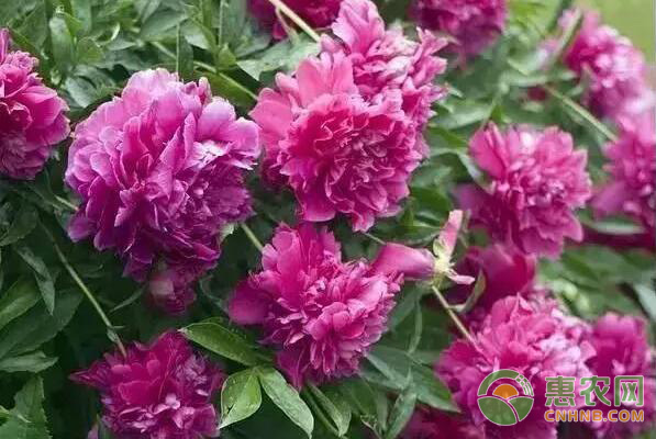 芍藥可以盆栽嗎_盆栽芍藥可以施肥嗎_盆栽芍藥可以水培嗎