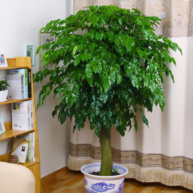 適合室內盆栽花卉盆景_室內適宜盆栽花卉_花卉適宜盆栽室內還是室外