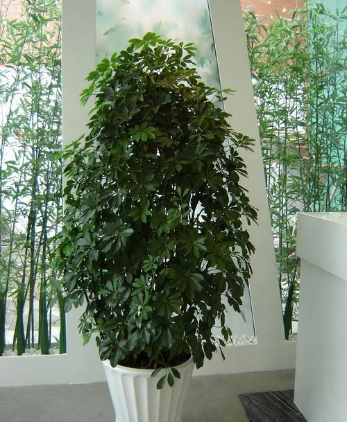 室內適宜盆栽花卉_適合室內盆栽花卉盆景_花卉適宜盆栽室內還是室外