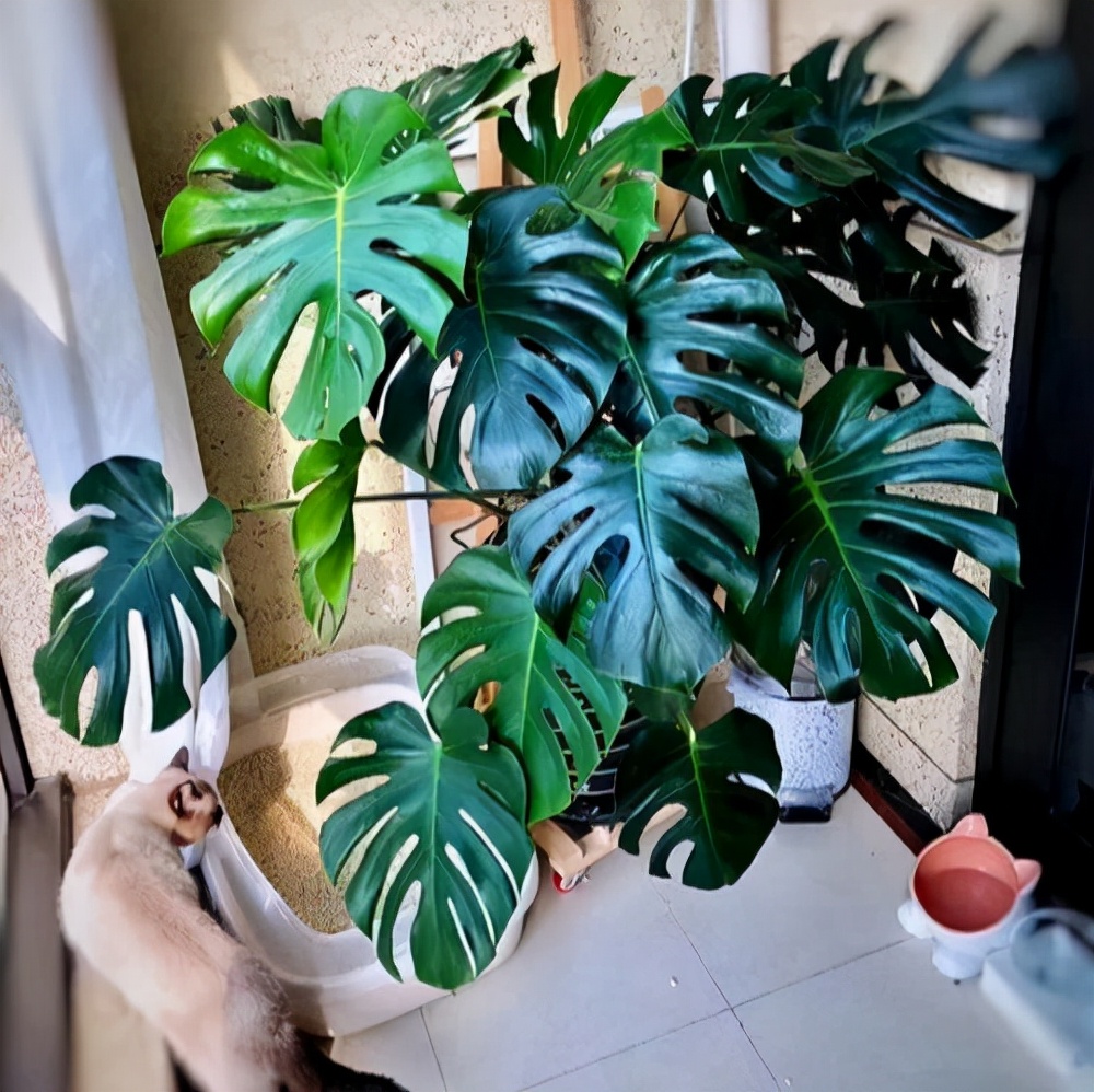 適合室內盆栽花卉盆景_花卉適宜盆栽室內還是室外_室內適宜盆栽花卉