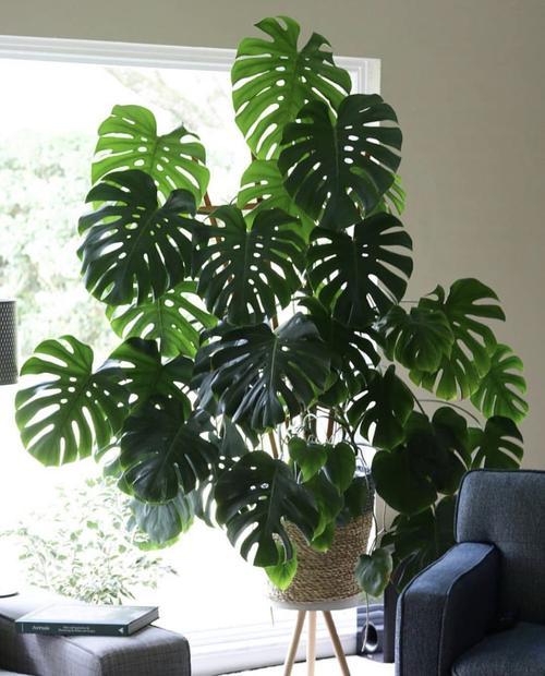 花卉適宜盆栽室內還是室外_適合室內盆栽花卉盆景_室內適宜盆栽花卉