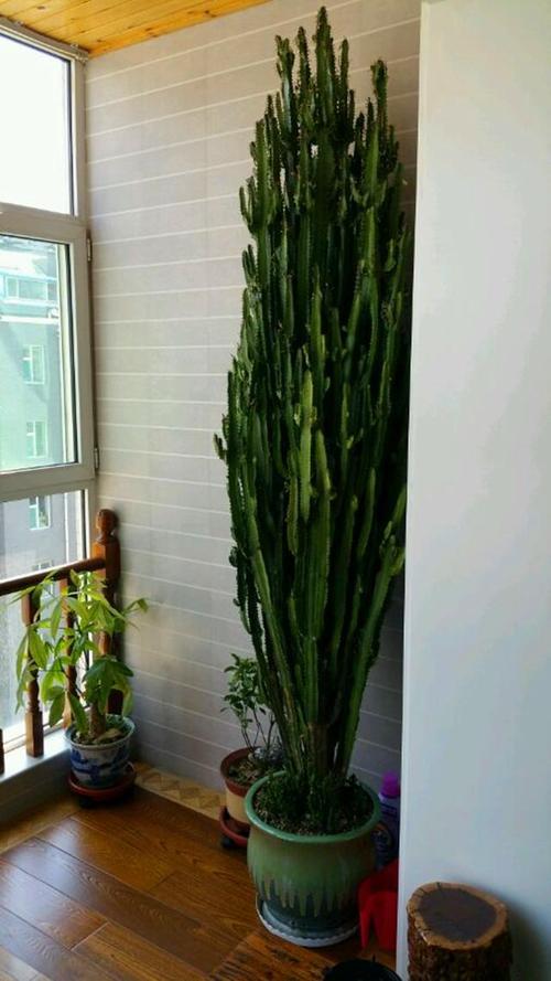 花卉適宜盆栽室內還是室外_室內適宜盆栽花卉_適合室內盆栽花卉盆景