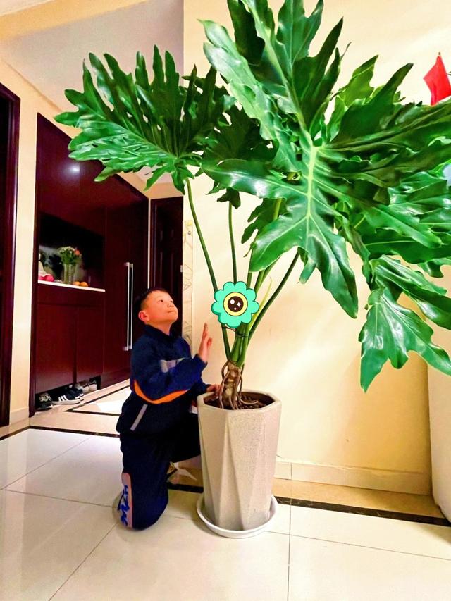 適合室內盆栽花卉盆景_室內適宜盆栽花卉_花卉適宜盆栽室內還是室外