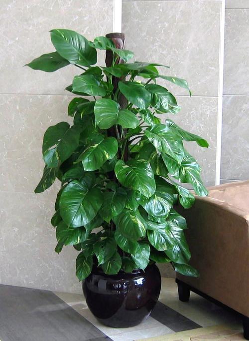 適合室內盆栽花卉盆景_花卉適宜盆栽室內還是室外_室內適宜盆栽花卉