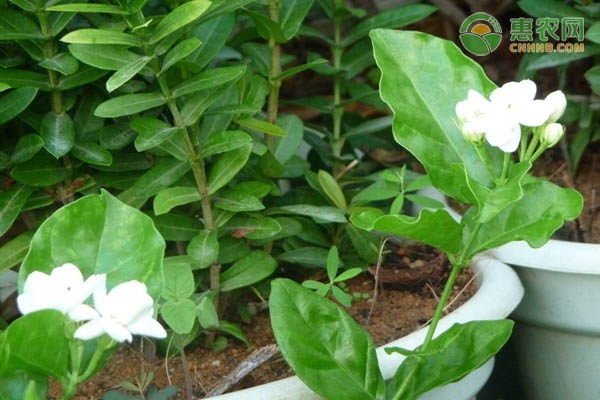 臥室養適合花有什么植物_臥室養適合花有哪些花_適合在臥室養的花有哪些