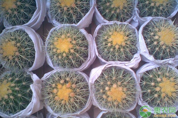 適合在臥室養的花有哪些_臥室養適合花有什么植物_臥室養適合花有哪些花