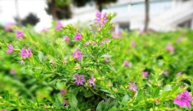 石頭多肉花怎么養_多肉的石頭花_多肉石頭花