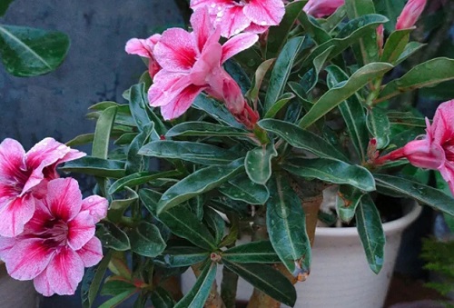 室內玫瑰養適合花盆嗎_室內玫瑰養適合花還是樹_玫瑰花適合在室內養嗎