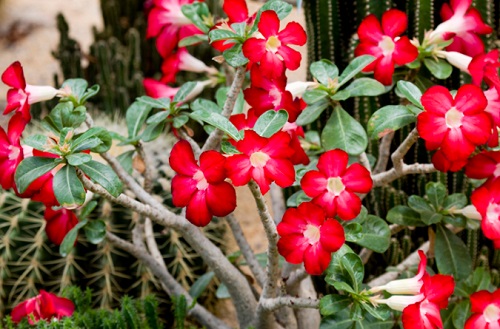 室內玫瑰養適合花還是樹_室內玫瑰養適合花盆嗎_玫瑰花適合在室內養嗎
