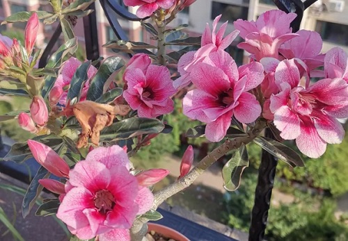 玫瑰花適合在室內養嗎_室內玫瑰養適合花還是樹_室內玫瑰養適合花盆嗎