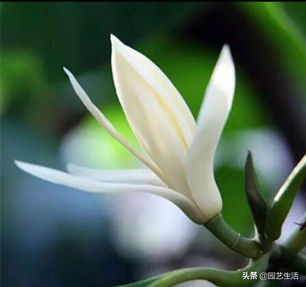 玉蘭花室內(nèi)盆栽好養(yǎng)嗎_盆栽玉蘭室內(nèi)養(yǎng)花好嗎_盆栽玉蘭室內(nèi)養(yǎng)花好不好